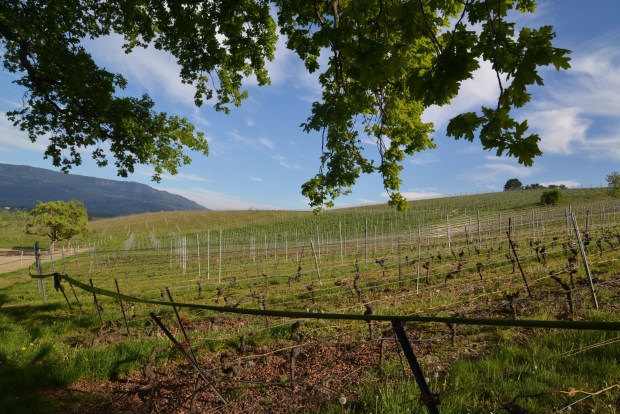 Vineyards outside Geneva.
