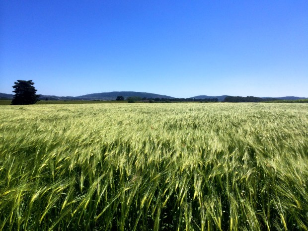 Windy grass that looked really neat. 
