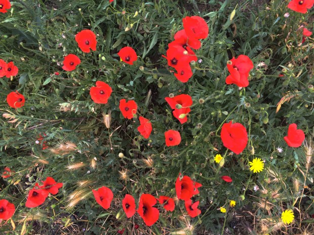 Vibrant poppies. 