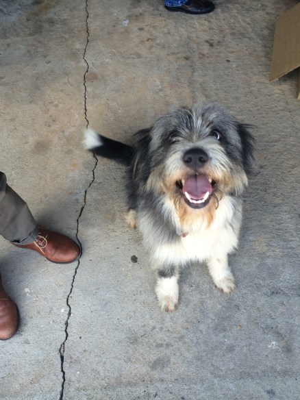 Hung out with this dog for a minute while stopping to buy some meat from a farmer for Jeremy's family. 