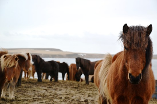 Icelandic ponies!