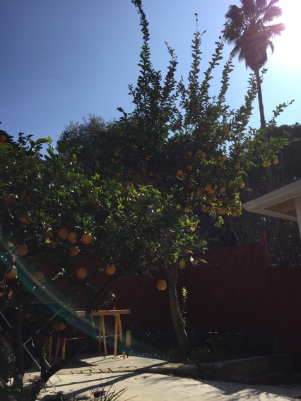 Our cute little backyard, with lots of citrus fruits on the tree. 